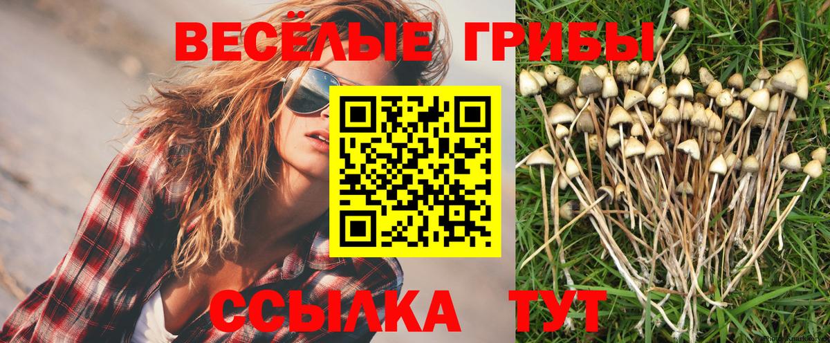 Псилоцибиновые грибы Cubensis Кызыл